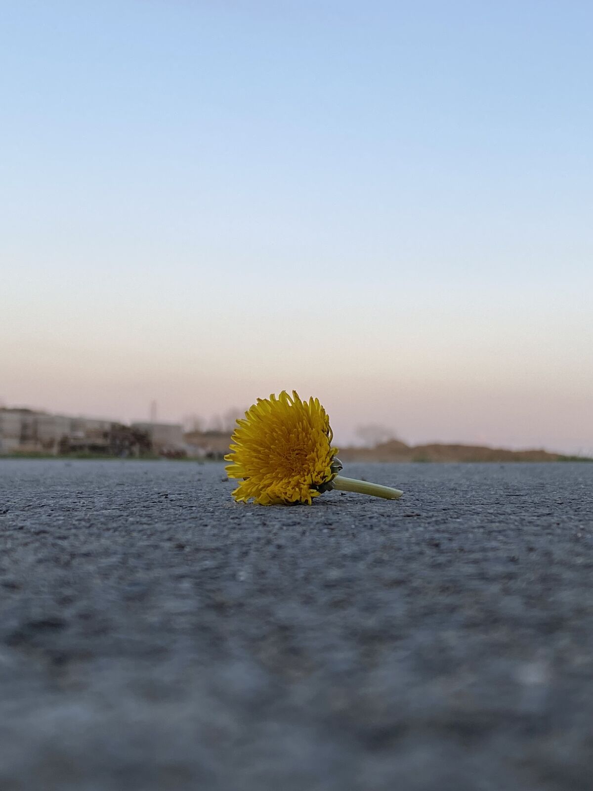 Twilight of the Dandelion