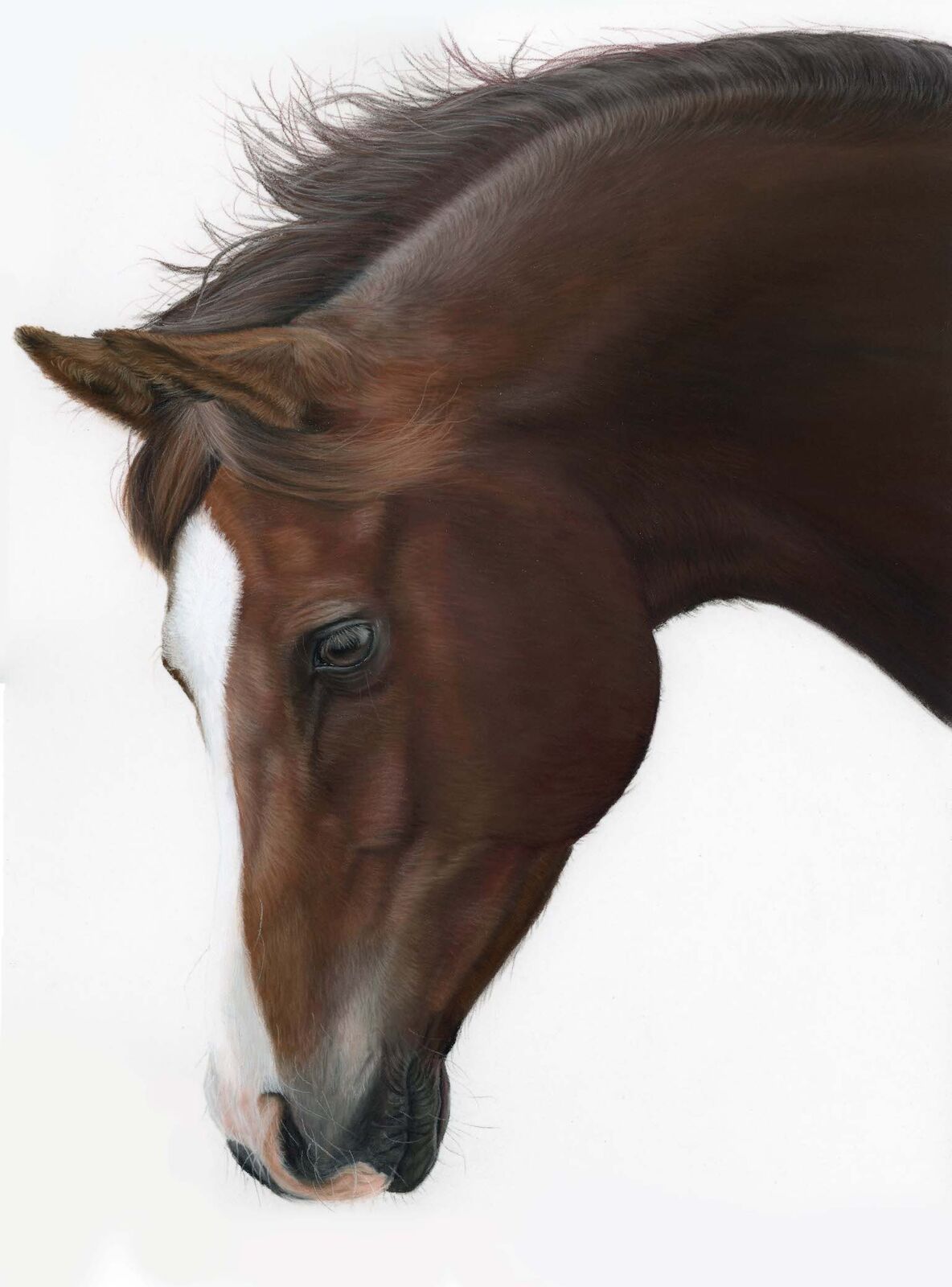 Commissioned Equine Portrait