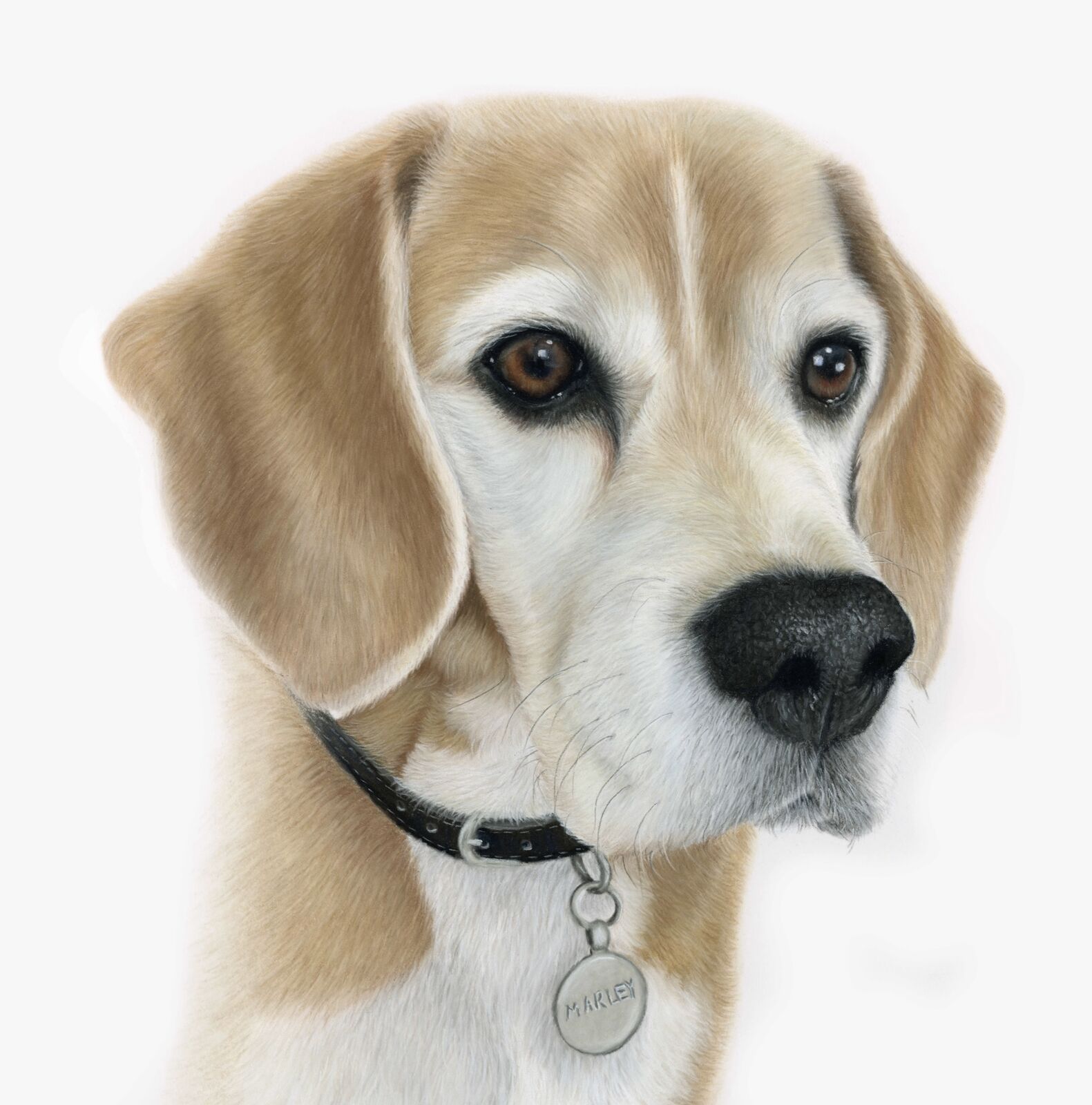 Beagle Commission â€œMarleyâ€