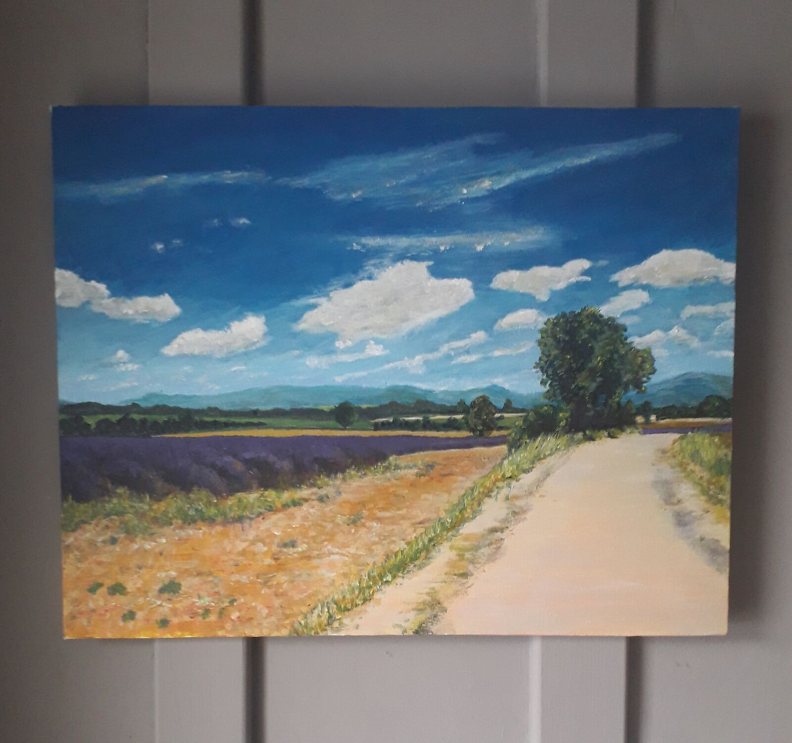 Lavender fields