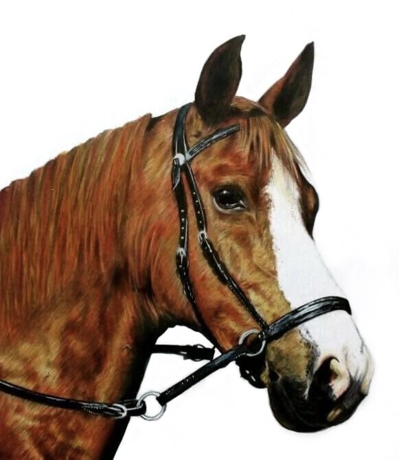 Horse portrait