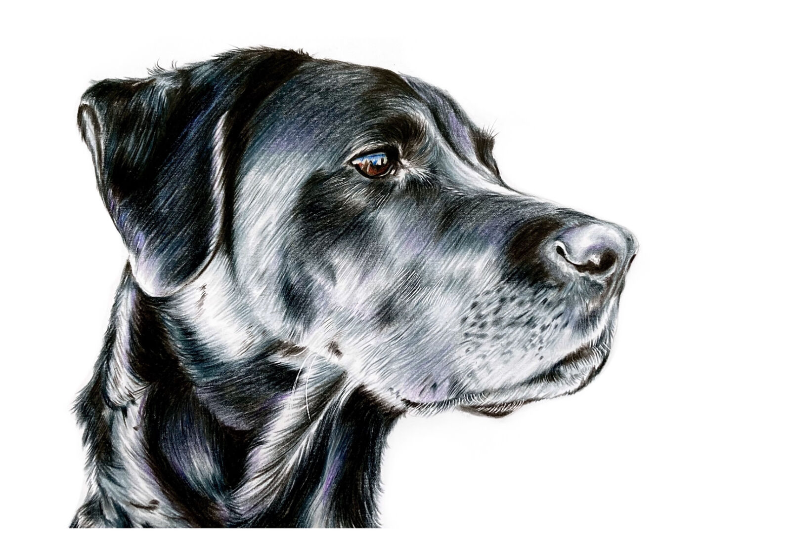 Bruce