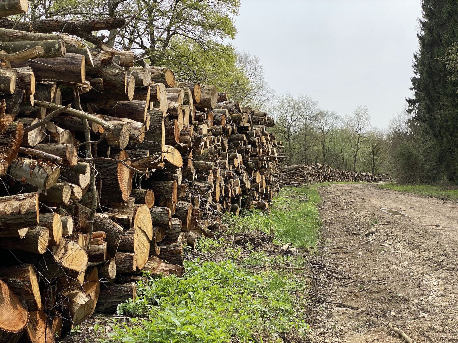 Logs