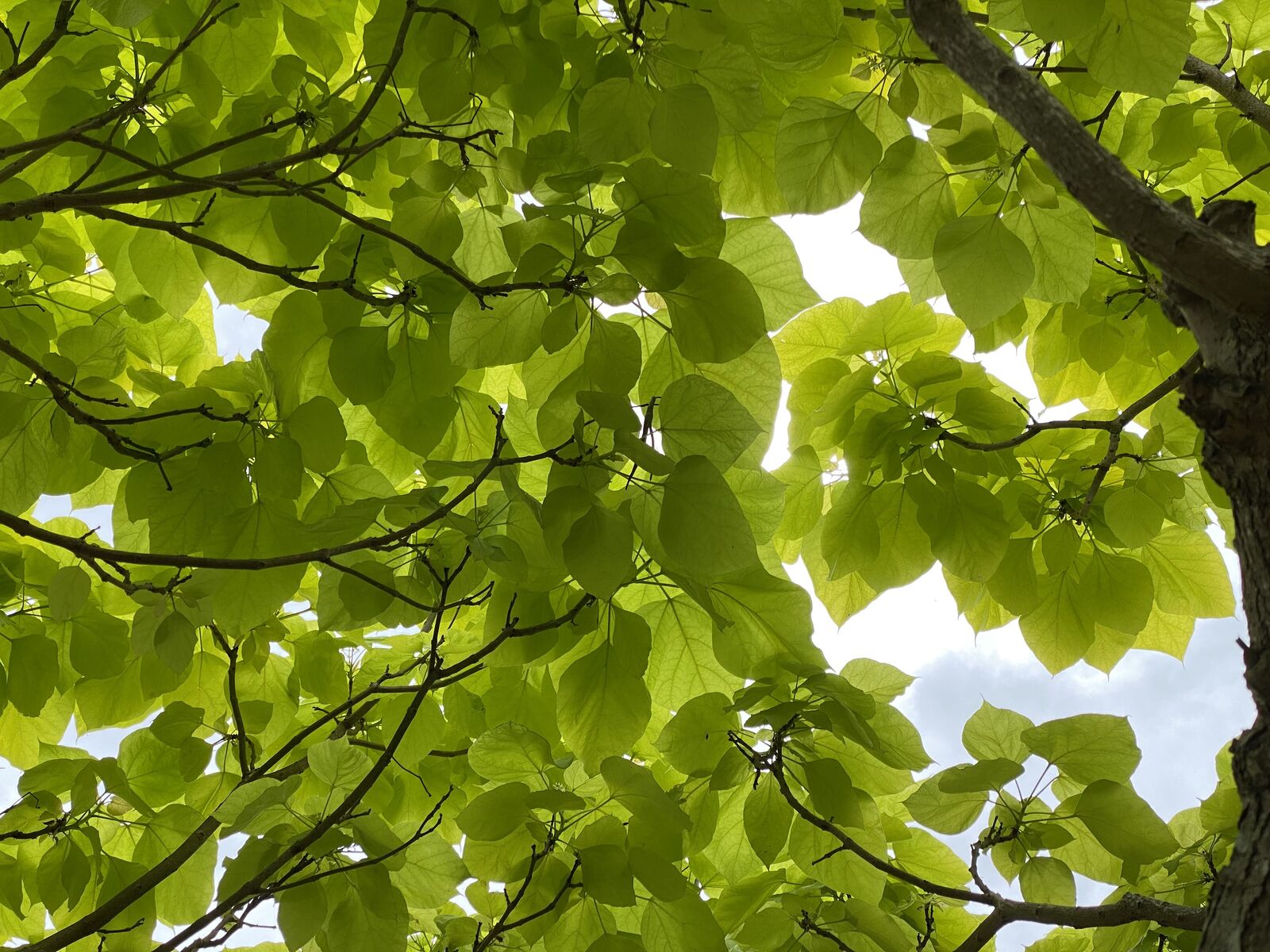 Canopy
