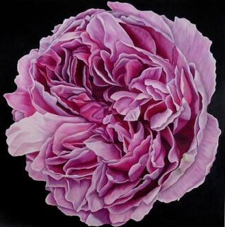 Mackintosh Rose