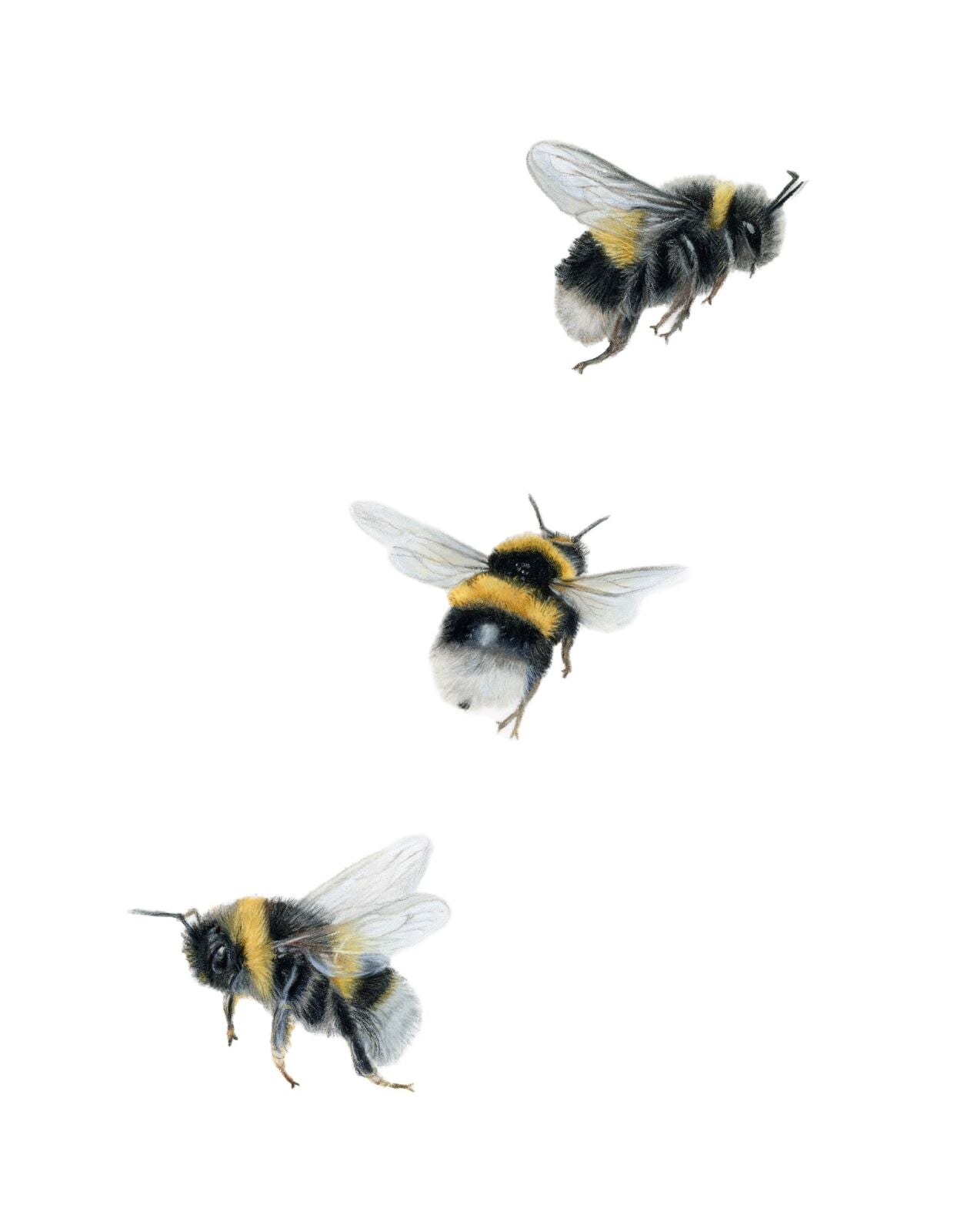 We Three Bumble Bee