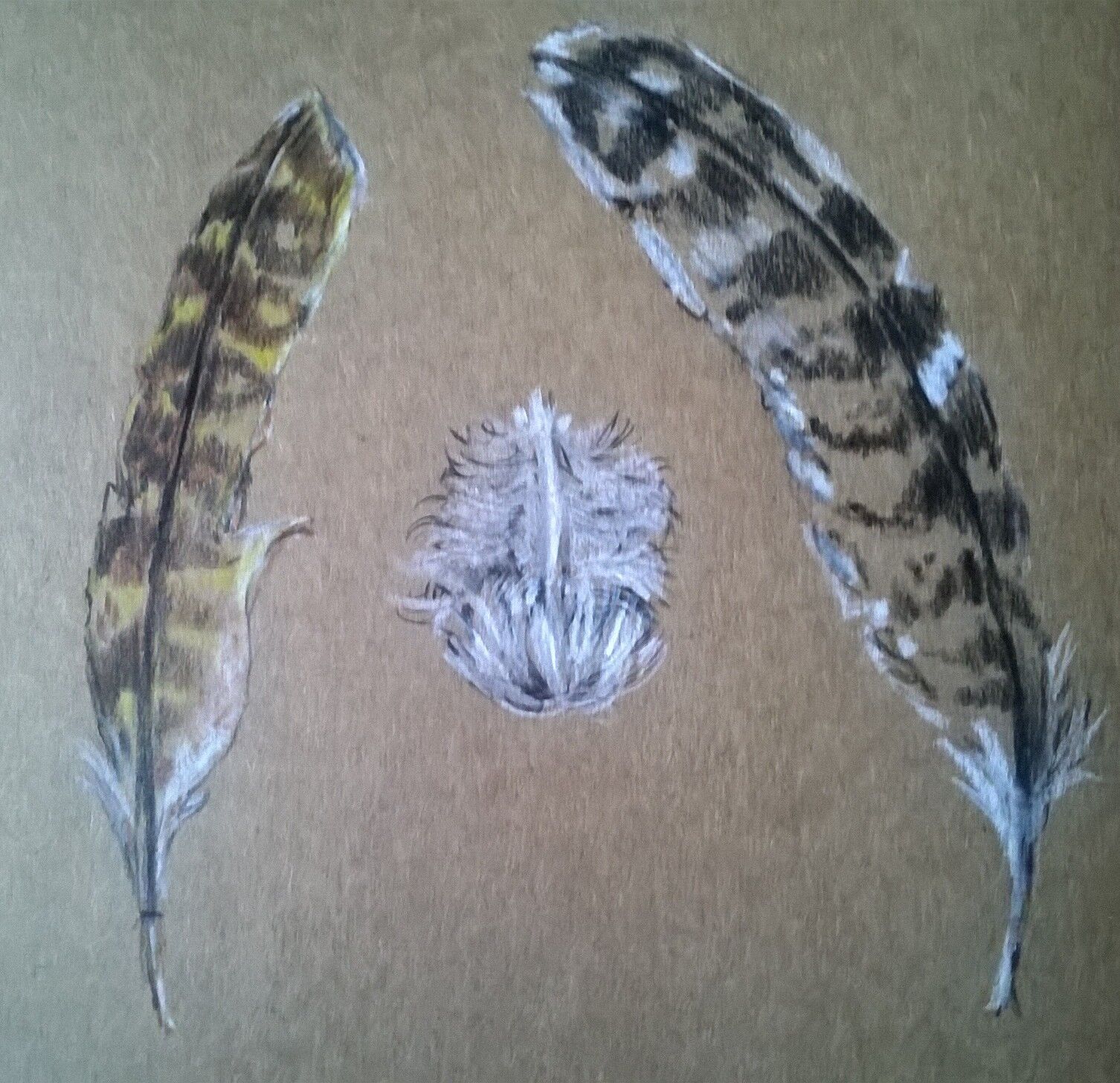SKETCHBOOK- Feathers- Scotland- by Katy Dynes 2022