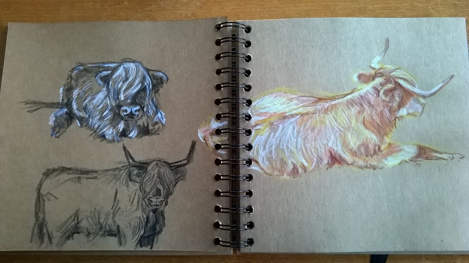 SKETCHBOOK- Highland cows- Scotland- by Katy Dynes