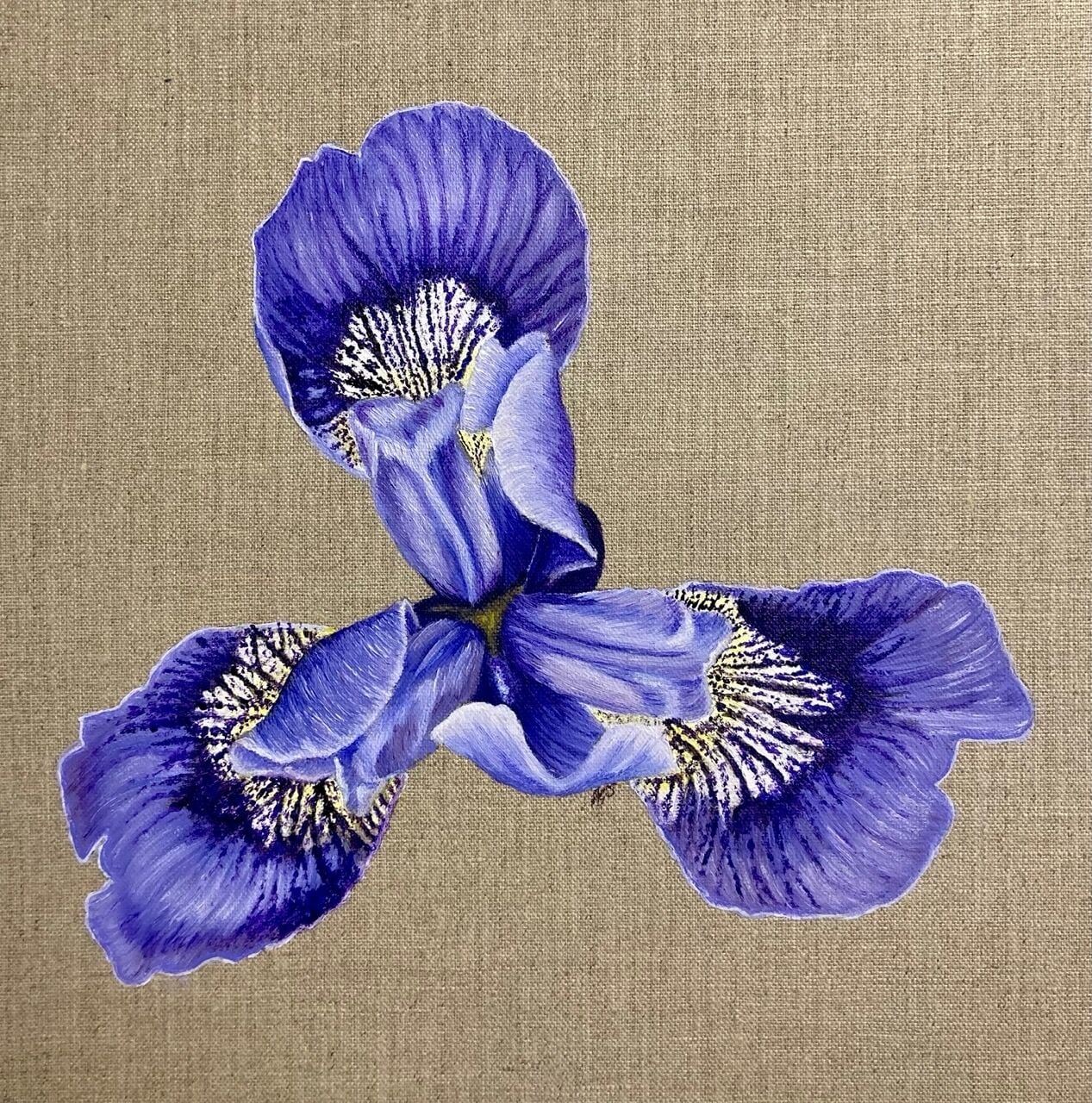 CE12 - Blue Iris - by - Angela STANBRIDGE