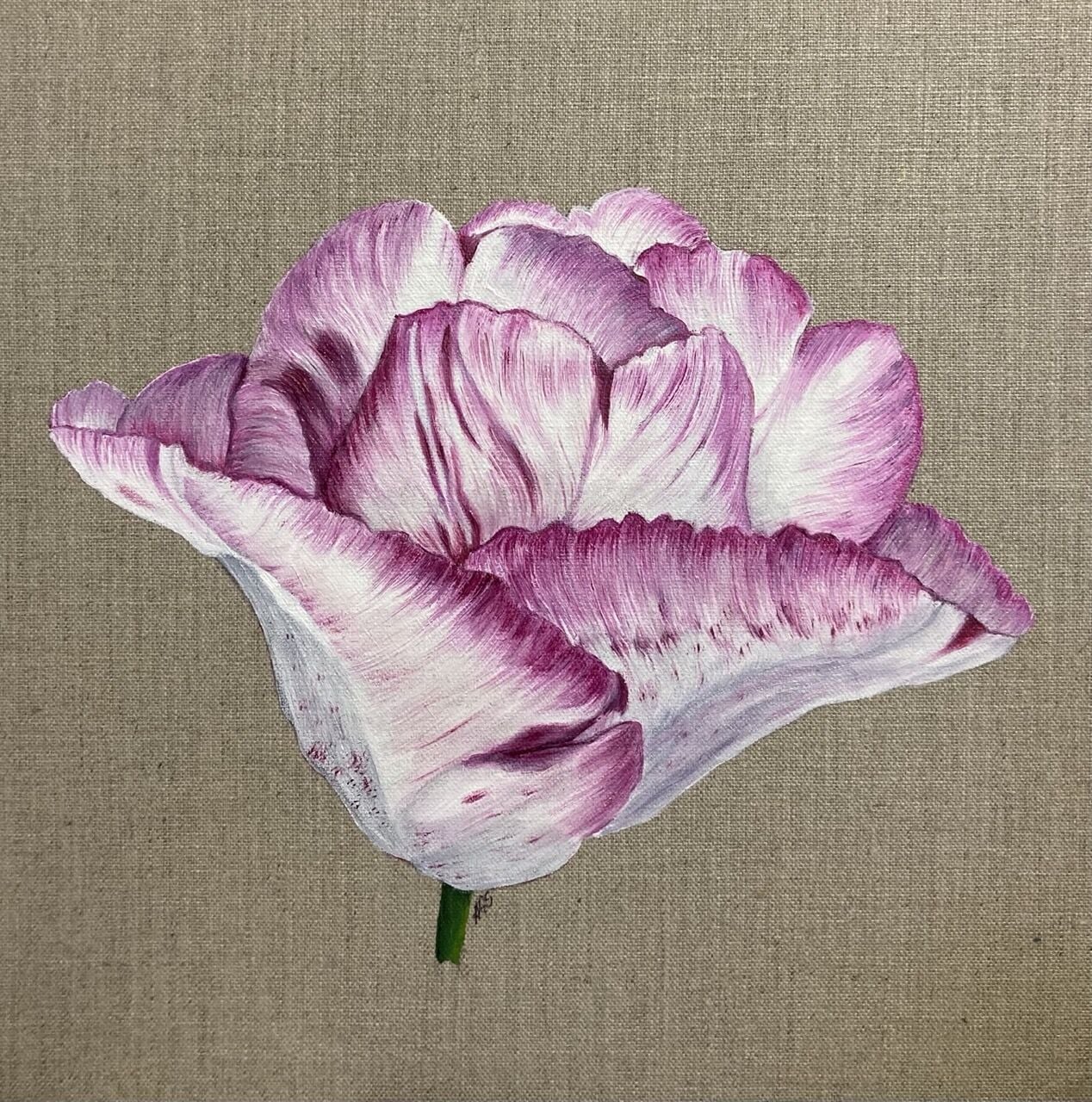 CE13 - Shirley Tulip - by - Angela STANBRIDGE