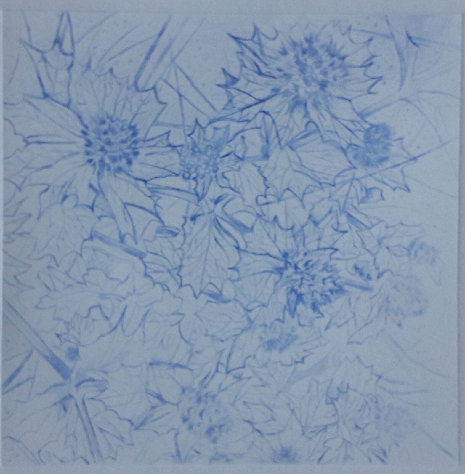 CE27 - Sea Holly - by - Carol East