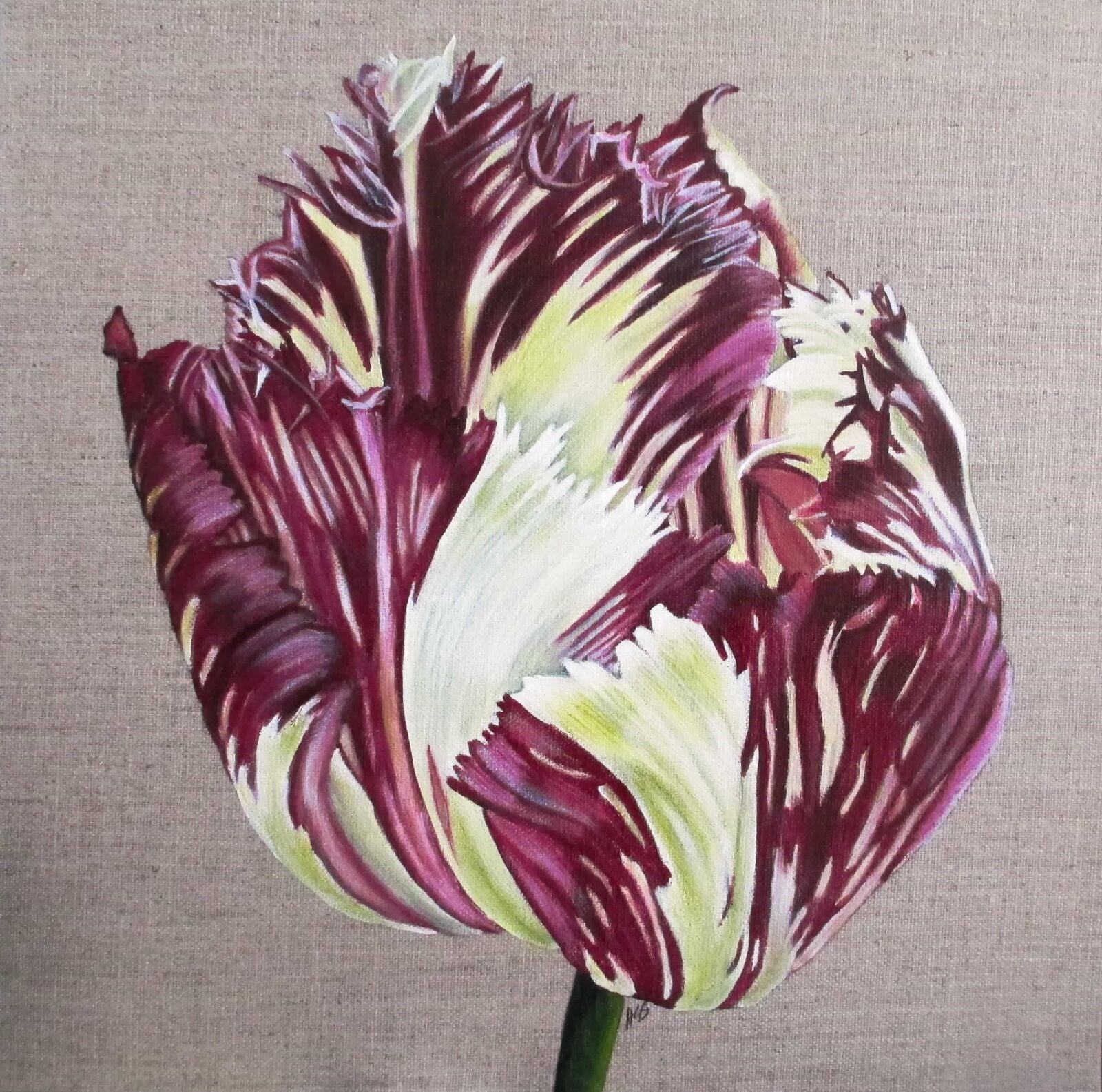 Flame Tulip