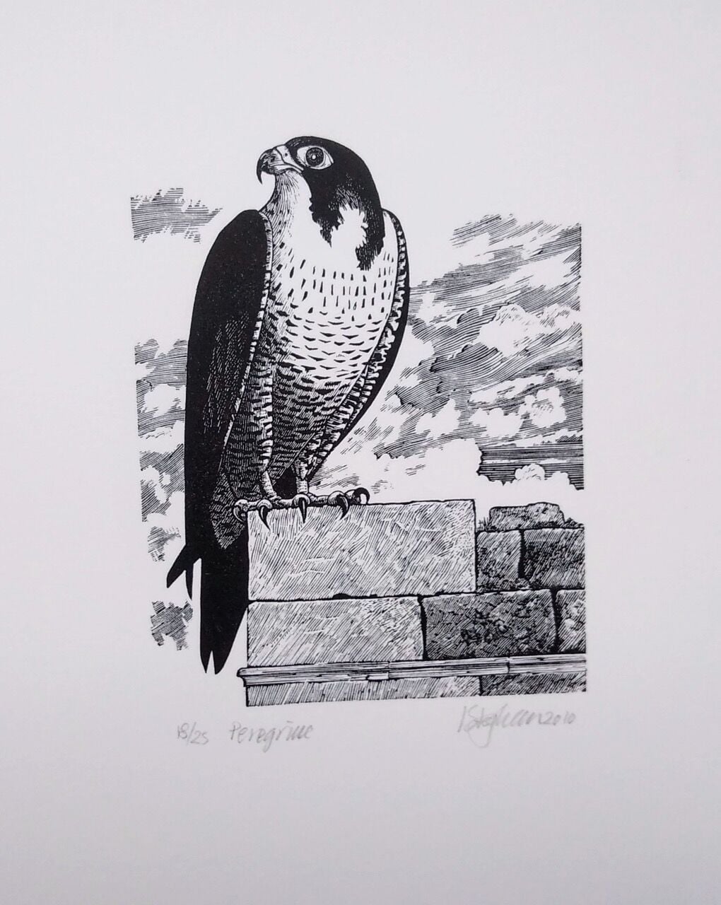 CE90 - Peregrine - by - Ian Corfe-Stephens