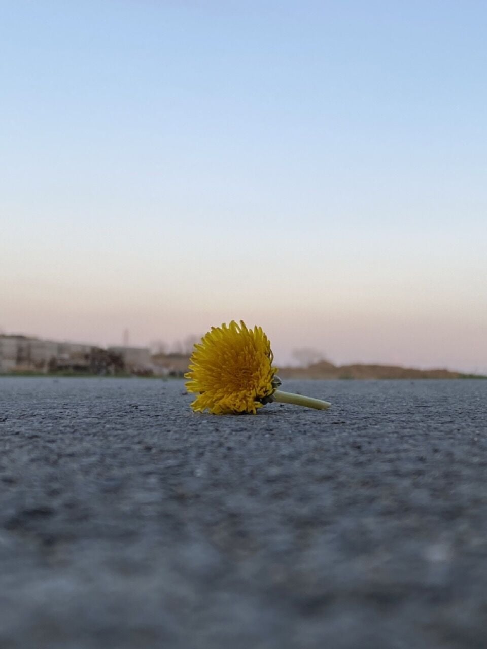 CE153 - Twilight of the Dandelion - by - Matt Robey