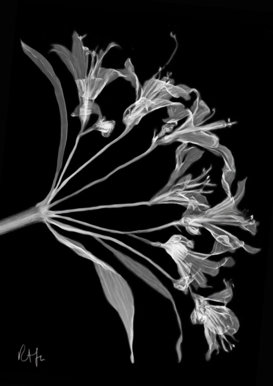 CE187 - Delicate Finery - by - Rah Flynn