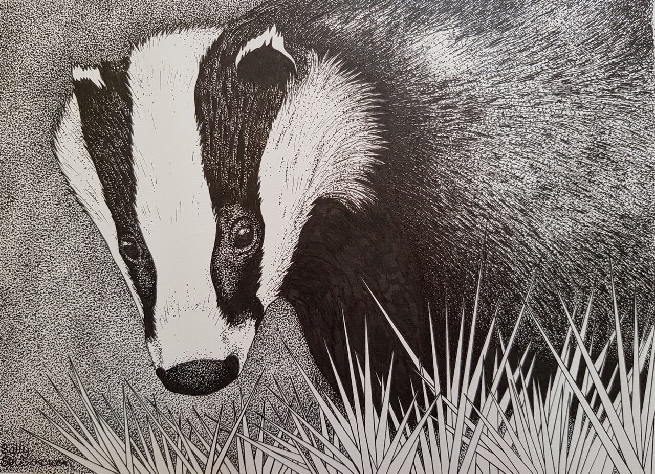 CE201 - Badger - by - Sally Struszkowski