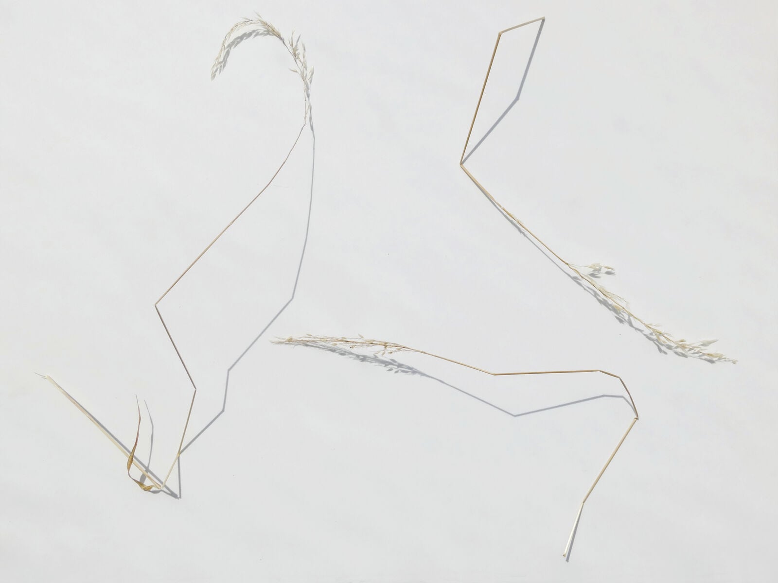 CE220 - Sunlight and broken grass stems 1 - by - Susan Williams