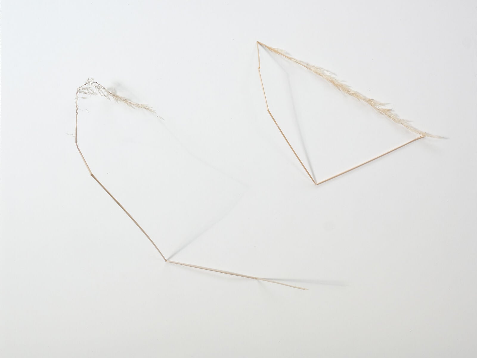 CE221 - Sunlight and broken grass stems 2 - by - Susan Williams