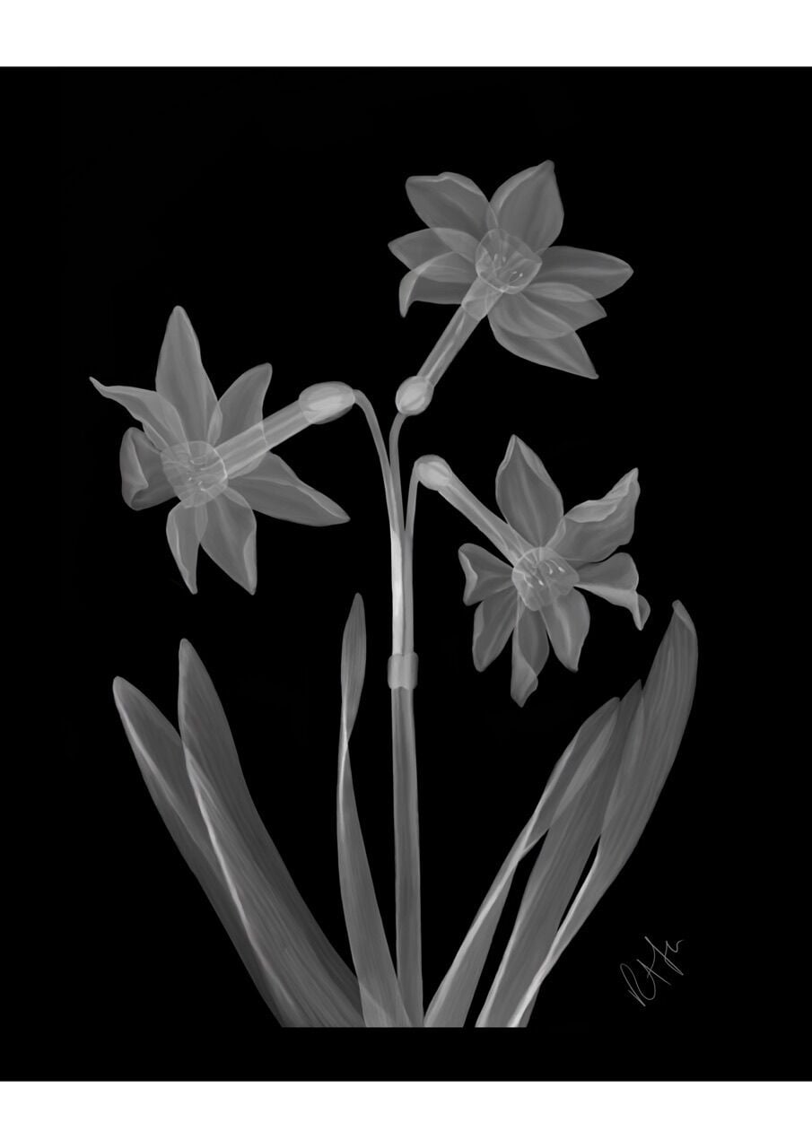 CE186 - Wicksteed Narcissus - by - Rah Flynn