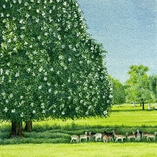 Boughton Deer