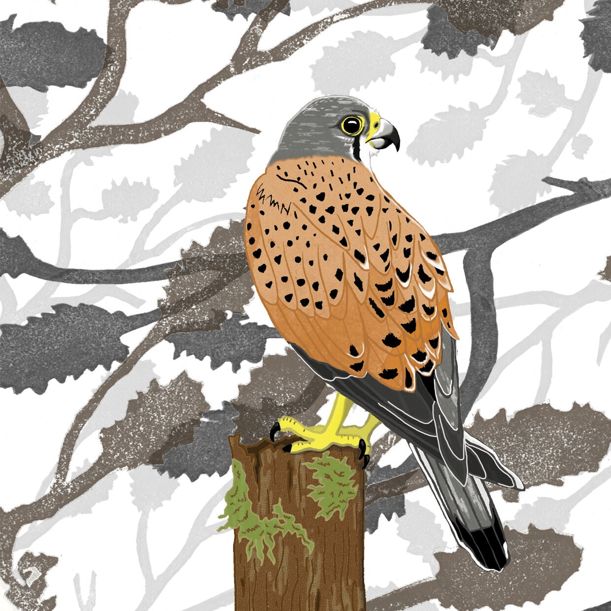 Kestrel