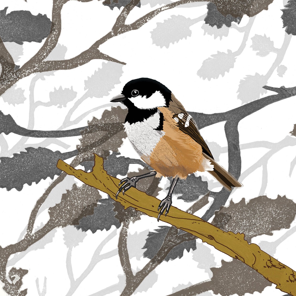 Coal Tit