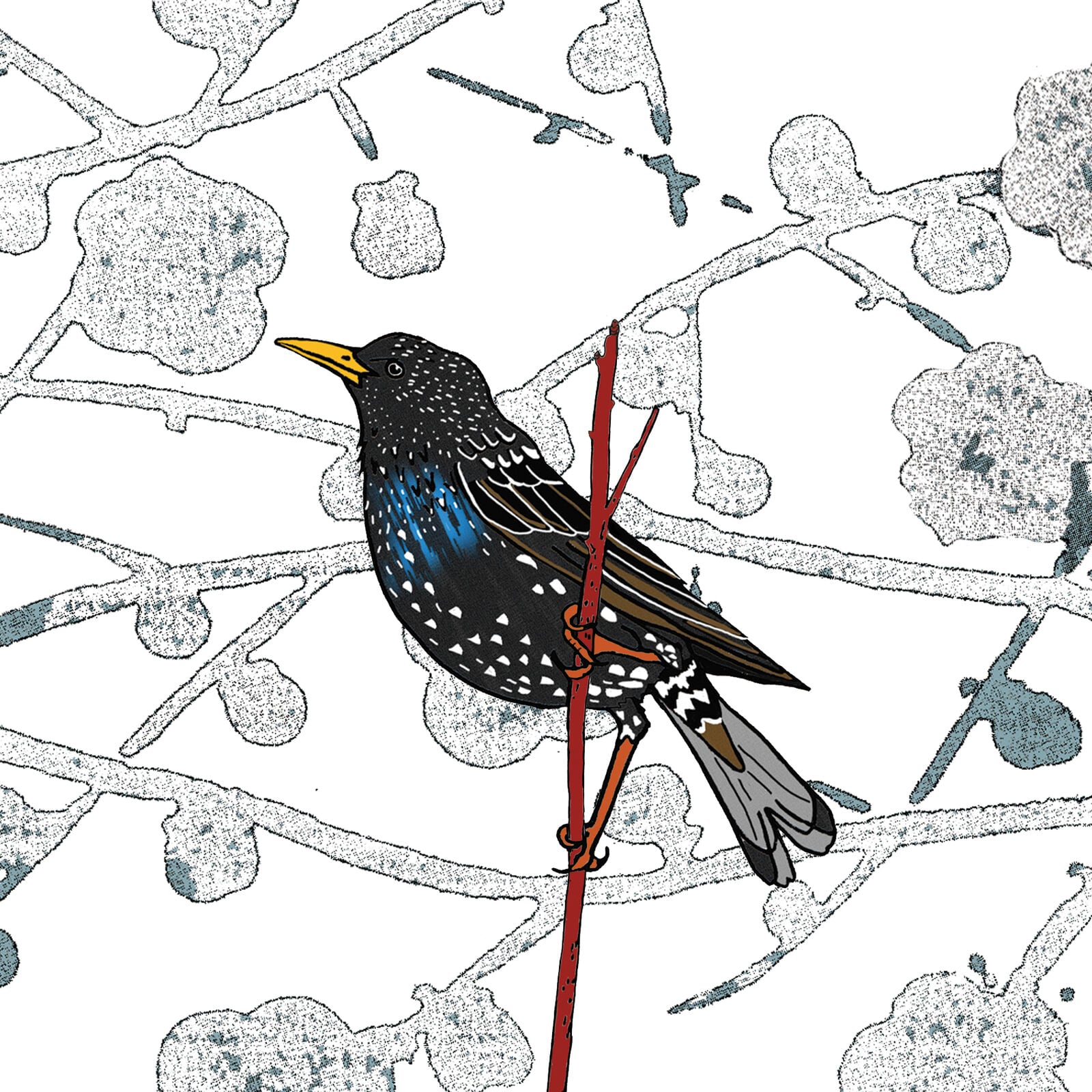 Starling