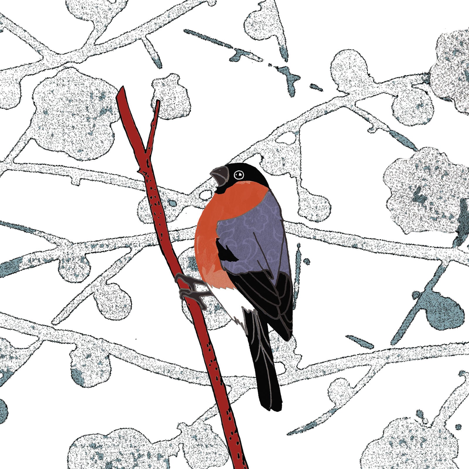 Bullfinch