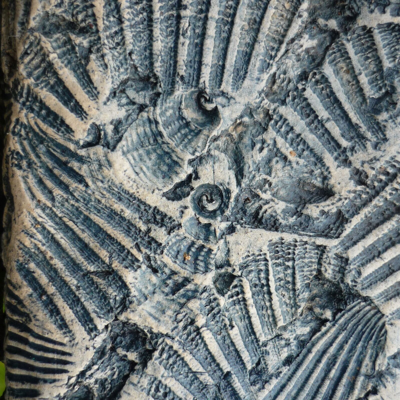 Close up of blue stain on sea shell vessel