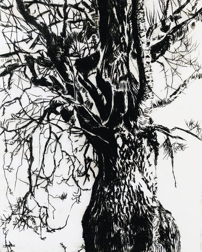 Field Oak
