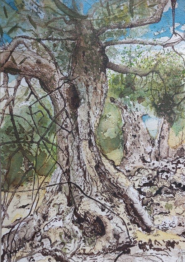 Olive Trees