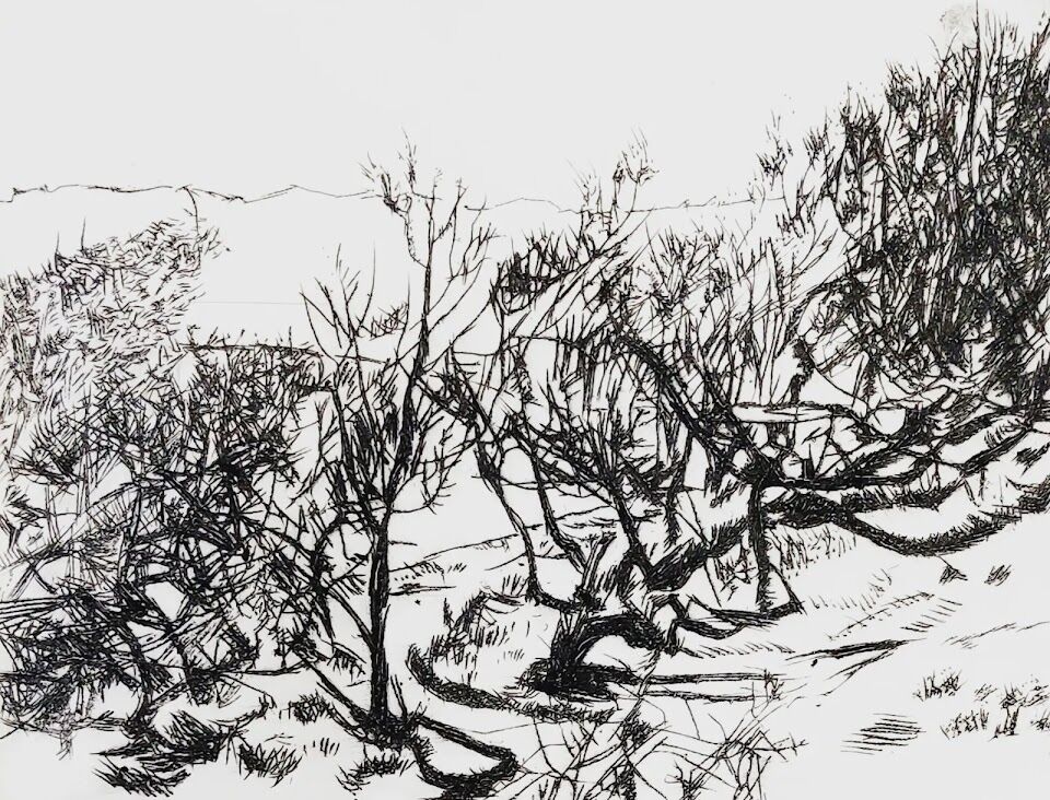 Coastal Trees, Polruan.