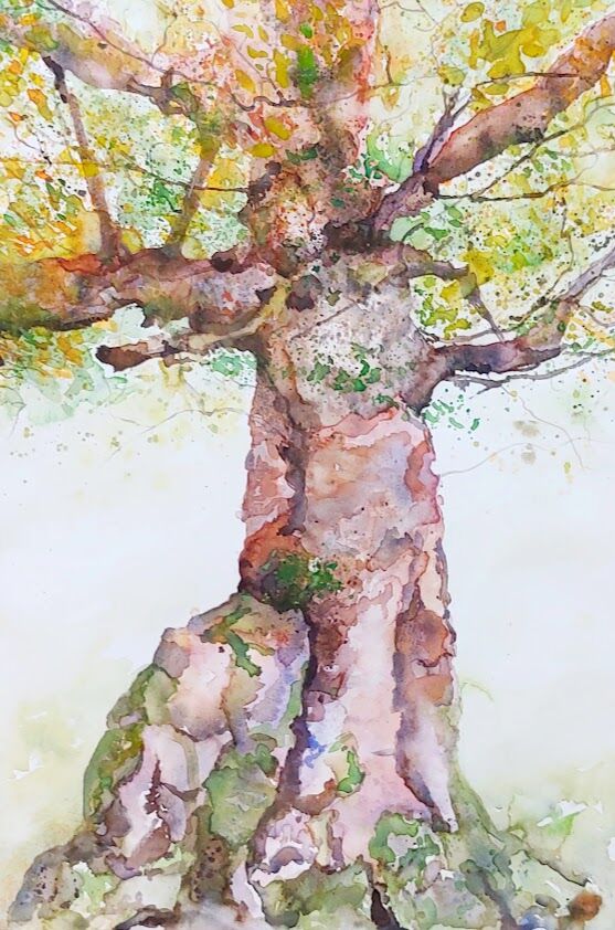 New Forest Beech