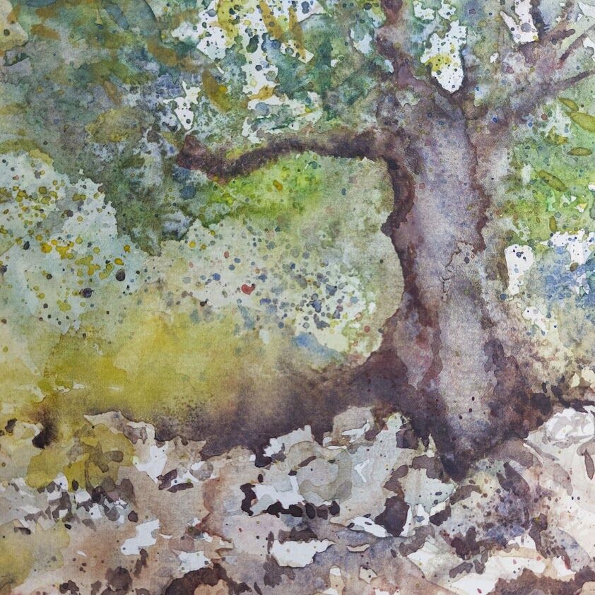 Cretan Olive