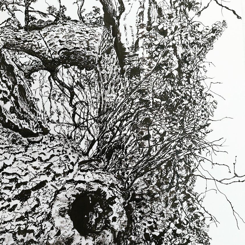 Pinkney Oak