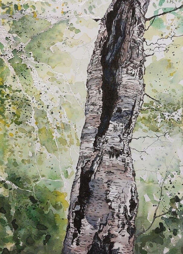 Silver Birch