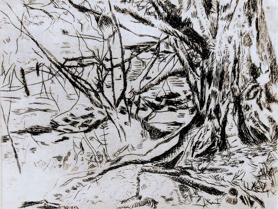 Trees, Roots and Pond