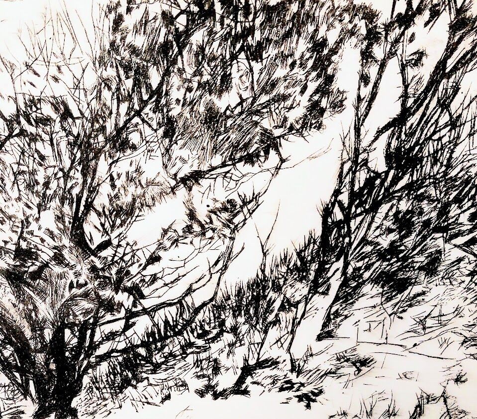 Dorset Hedgerow