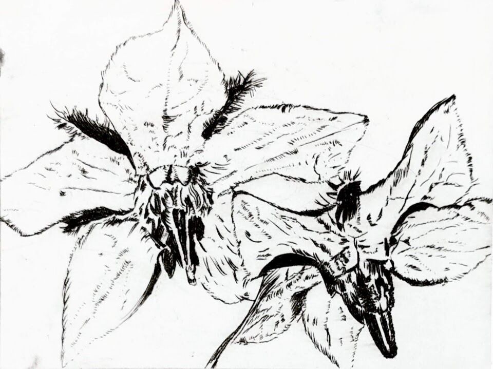 Borage Flowers