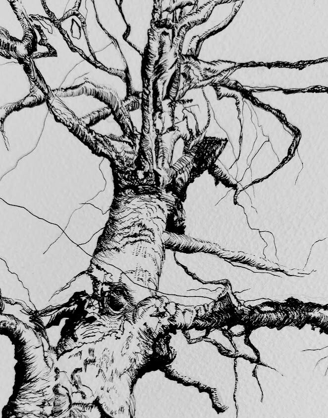 New Forest Beech