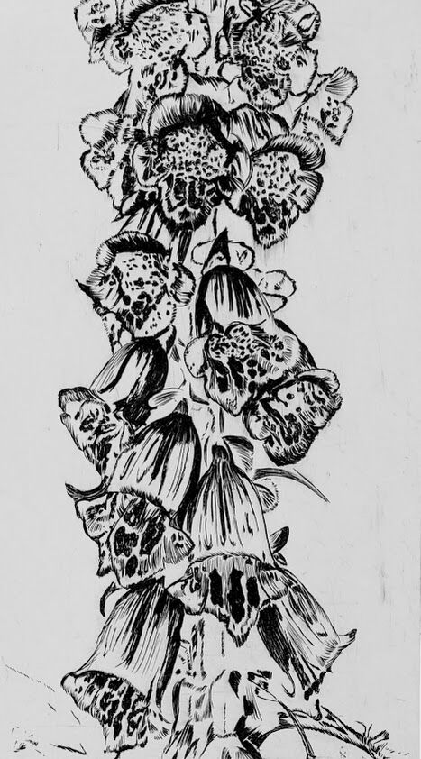Foxglove