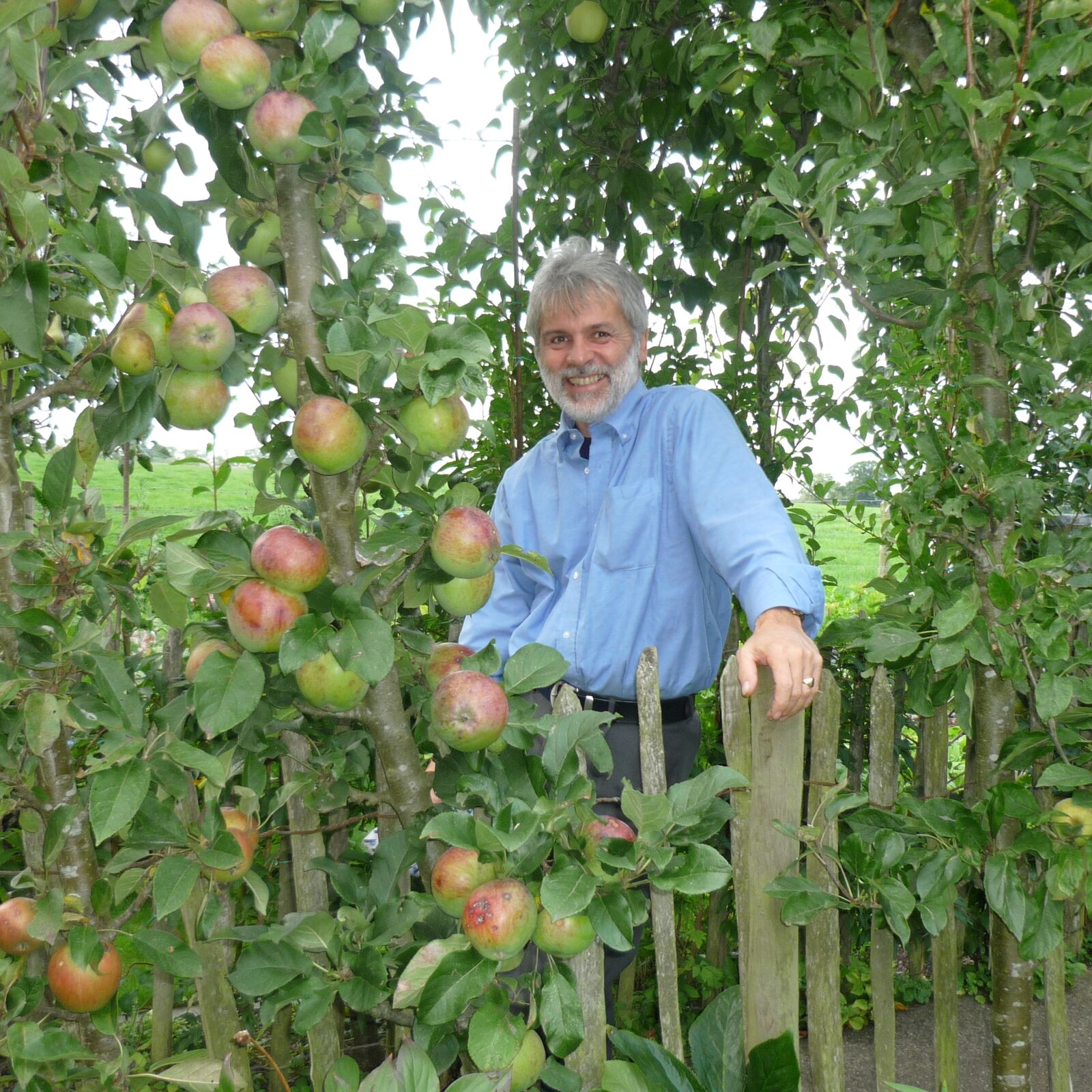 Standing In The Archway Of Apple And Pear Trees Over The Path Into The Garden
