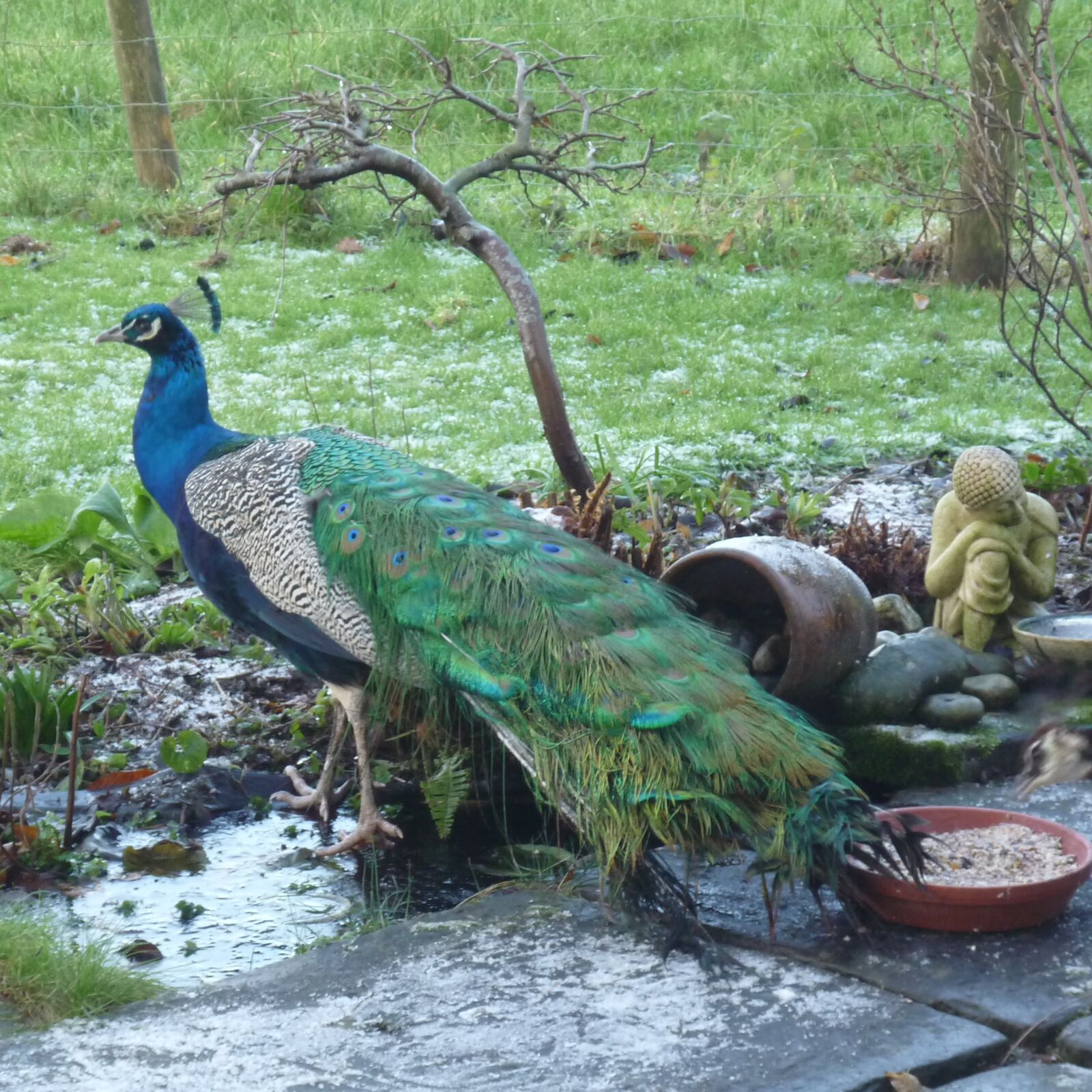 One Of Four Visiting Local Peacocks