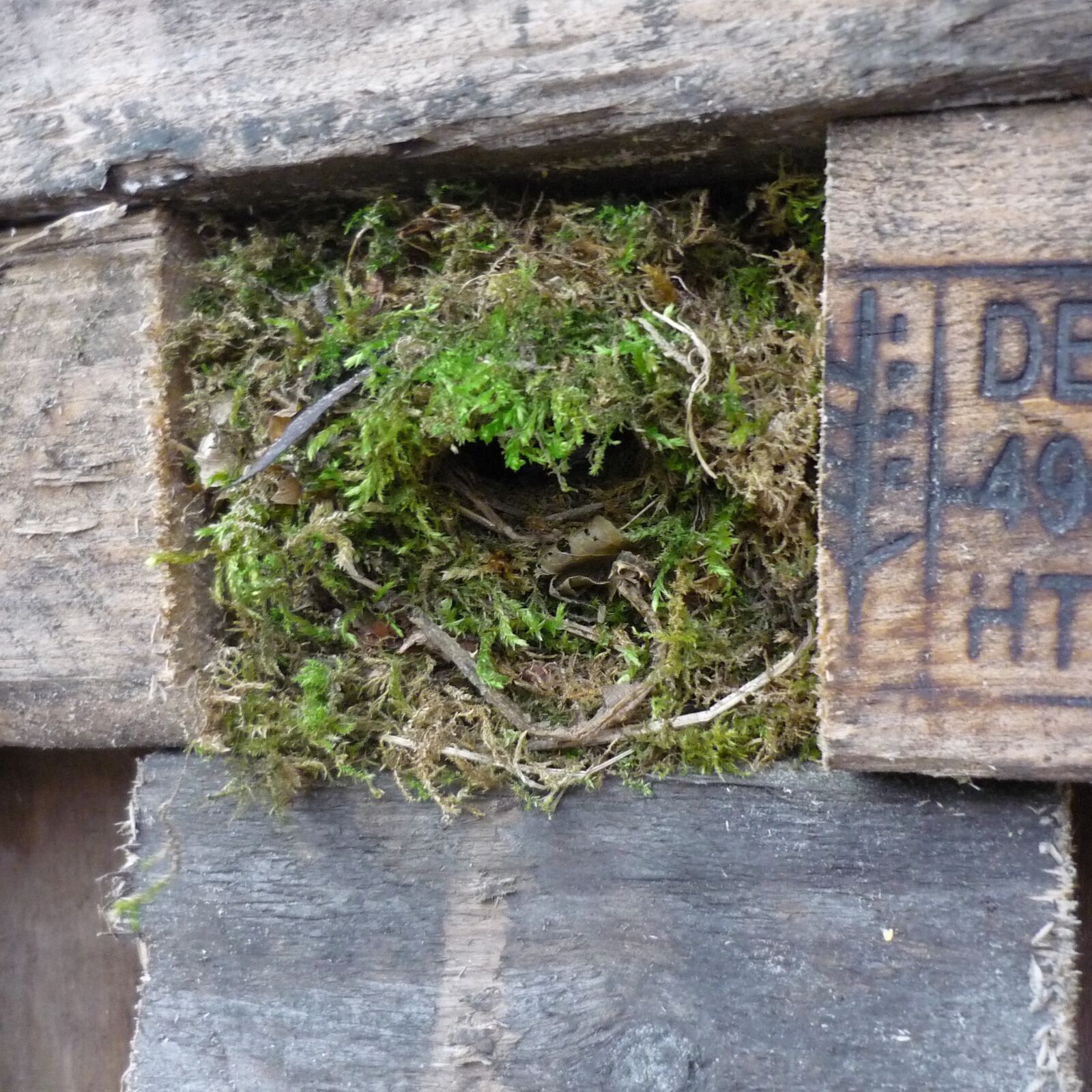 A Wren Built Her Nest In Our Wood Shed