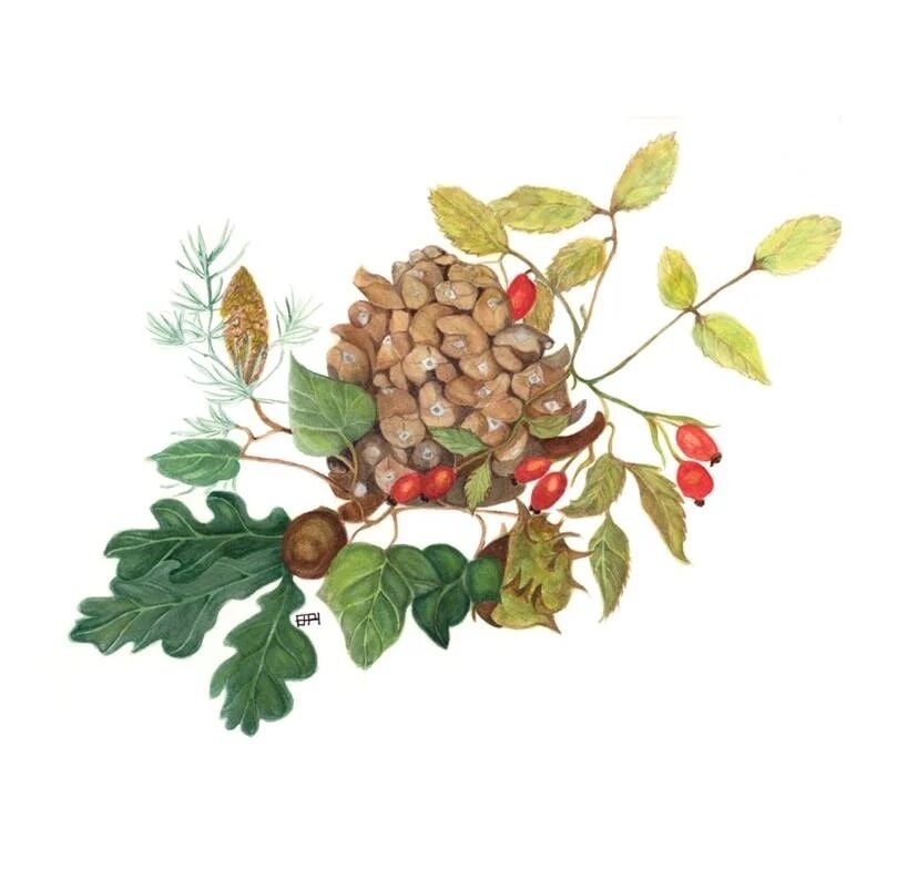 Woodland Fruit