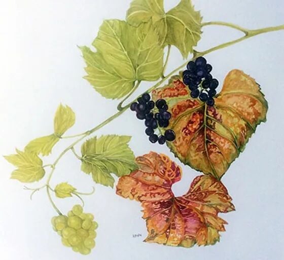 Vine Leaves and Grapes