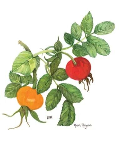 Rose Hips