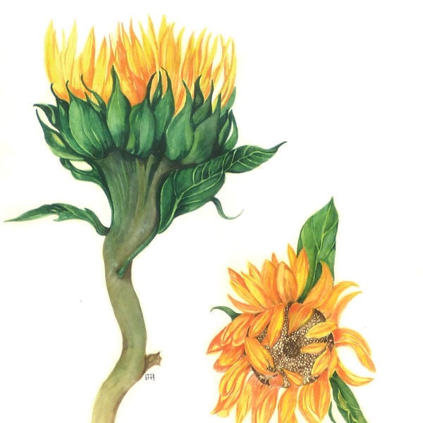 Sunflowers