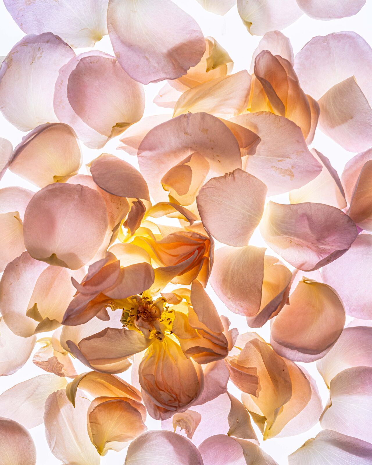Fallen Rose