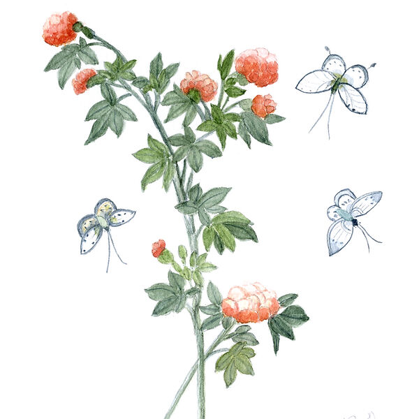 Blossom & Butterflies